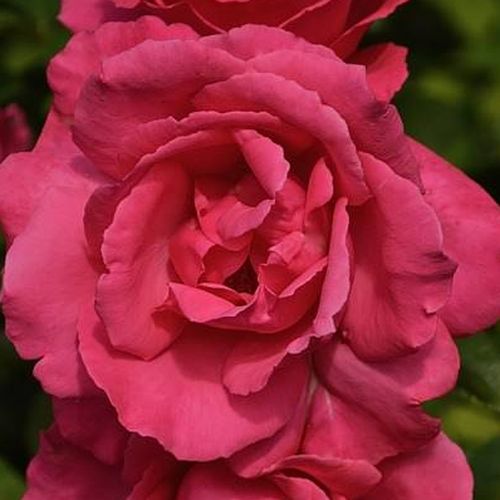 Vendita, rose rose ibridi di tea - rosa - Rosa Mullard Jubilee™ - rosa mediamente profumata - Samuel Darragh McGredy IV. - ,-